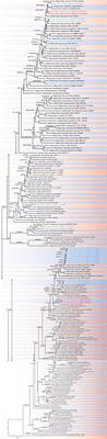 Endophytic Diaporthe Associated With Citrus grandis cv. Tomentosa in China